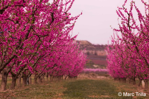Fruiturisme, wandelen tussen de Catalaanse fruitbomen