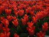 Flower Field II