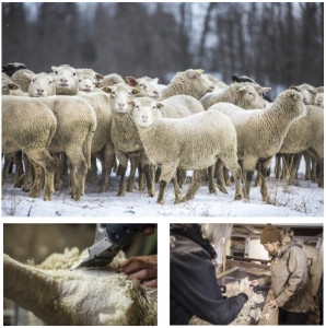 Fjallraven start pilotproject voor Zweedse wol