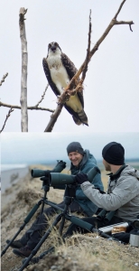 Bewonder de trekvogels dit voorjaar van dichtbij met Swarovski-kijkers