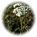Duizendblad